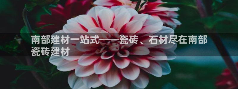 杏鑫招商总代