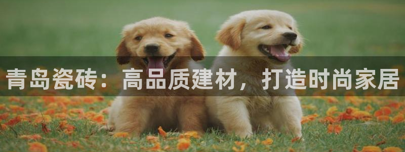 杏鑫平台代理怎么做的